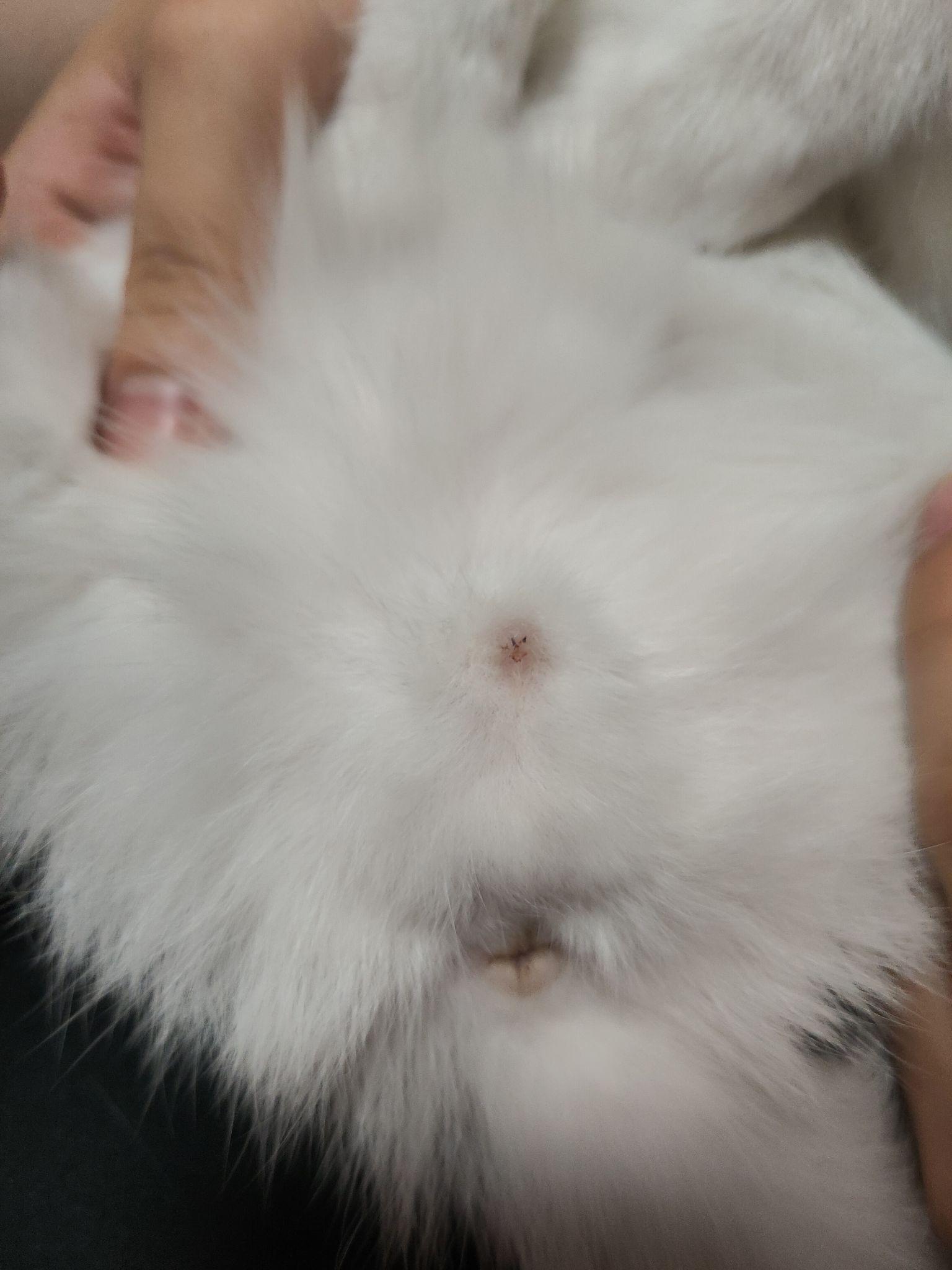 小猫怎么看是公猫母猫 v2-407daf87870221ca75ee0a4e159cb251_r.jpg