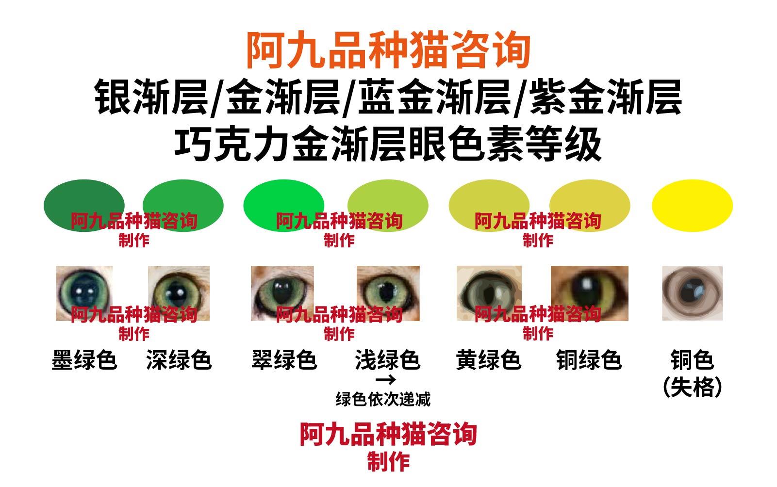 银渐层眼睛不圆是品相不好吗