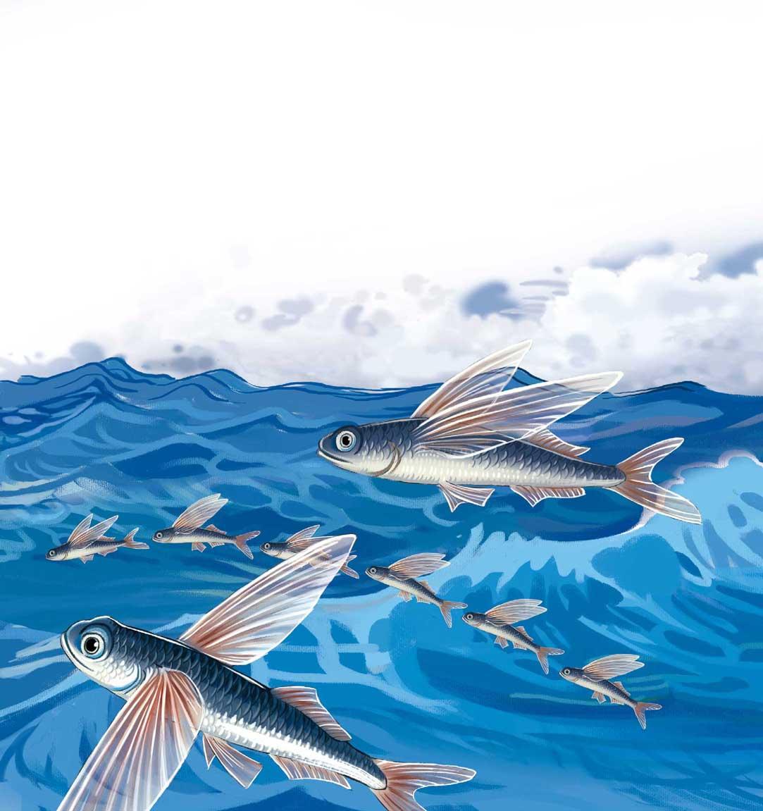 飞鱼真的会飞吗? - 童眼识天下百问百答:海洋动物 - 知乎书店