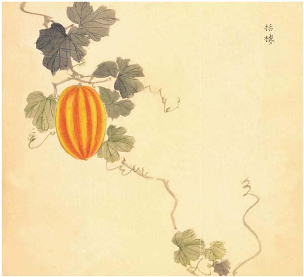 《诗经》里87种唯美植物,你知道它们长什么样吗? - 知乎