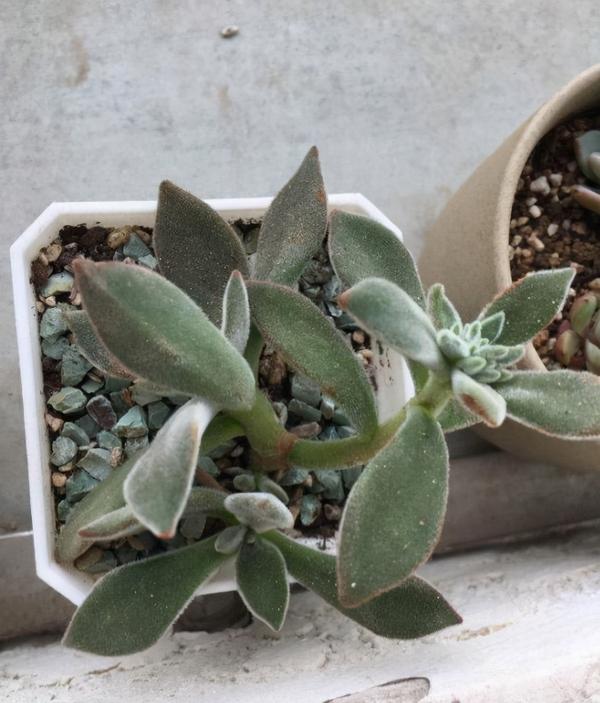 多肉种植从入门到放弃 知乎