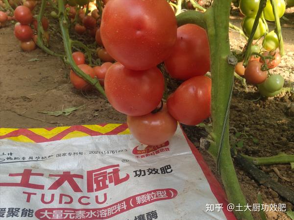 番茄坐果后怎样施肥？干货分享 知乎 