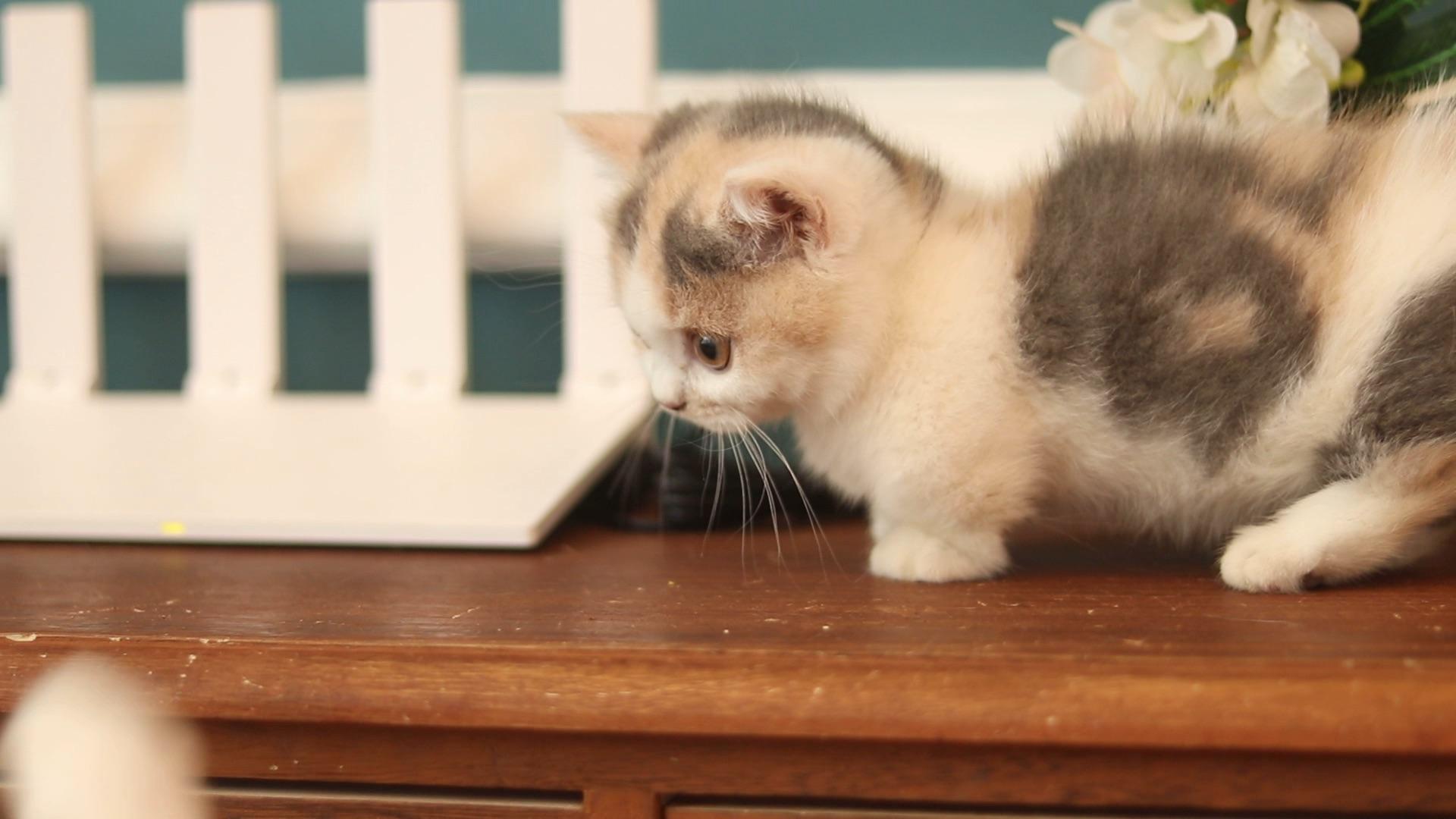 矮脚猫曼基康妹妹美短加白通脖五粉预定