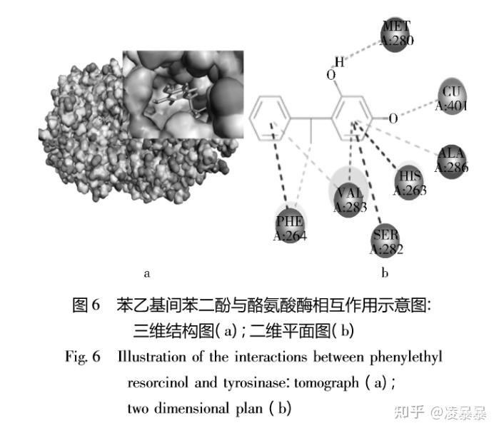 酪氨酸酶的作用 zhuanlan.zhihu.com