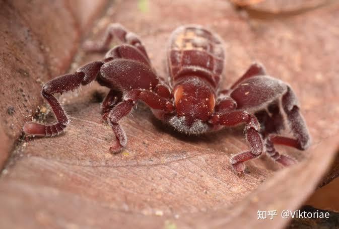 红色细长脚蜘蛛图片