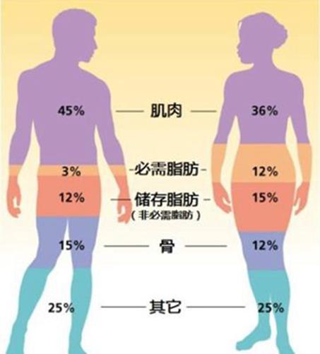 利用神经网络计算体脂率是通过13个身体属性来计算人的体脂率,这13个