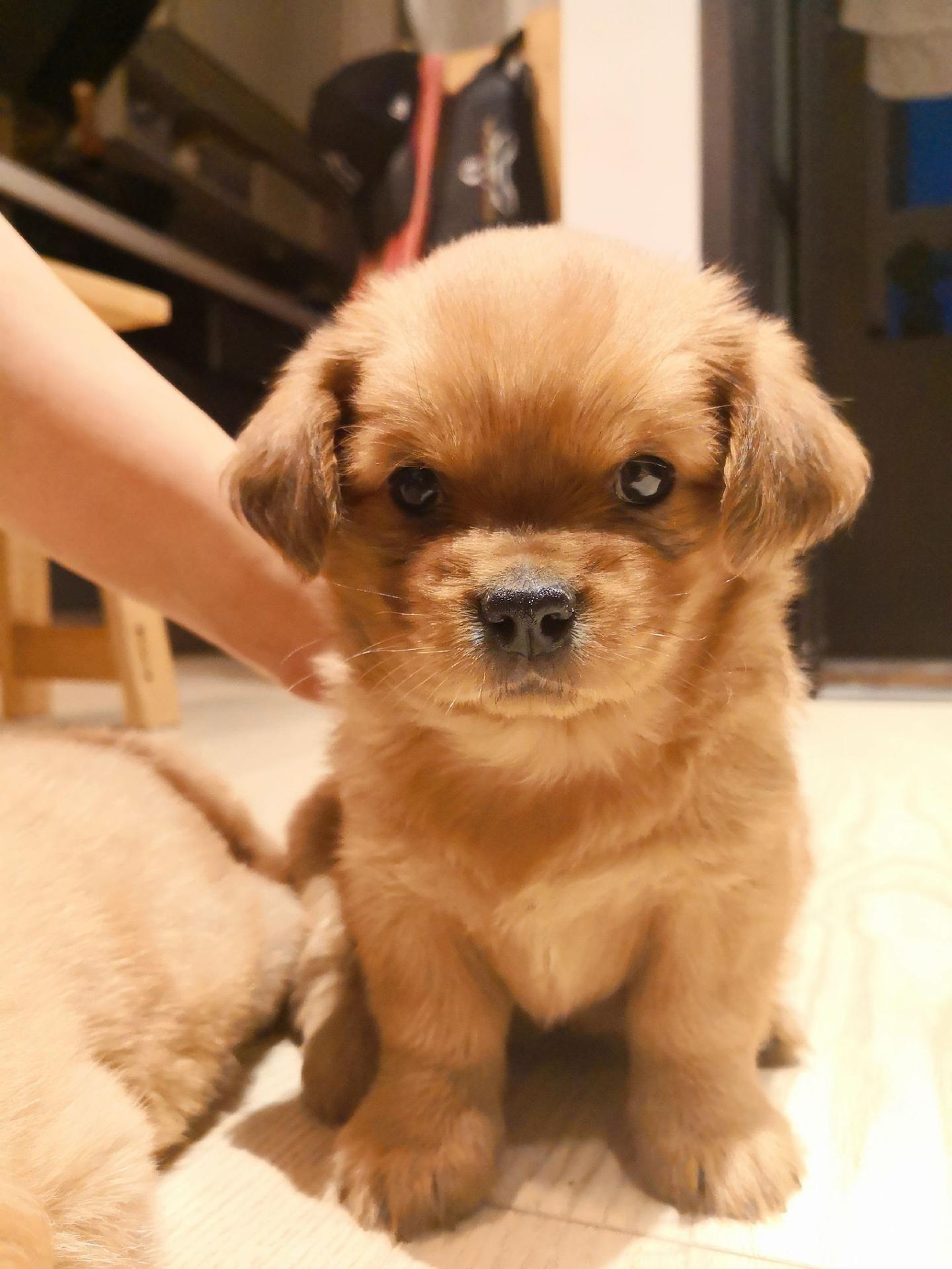 长得像金毛，但是比金毛小一圈的中型狗，是什么品种？ - 知乎