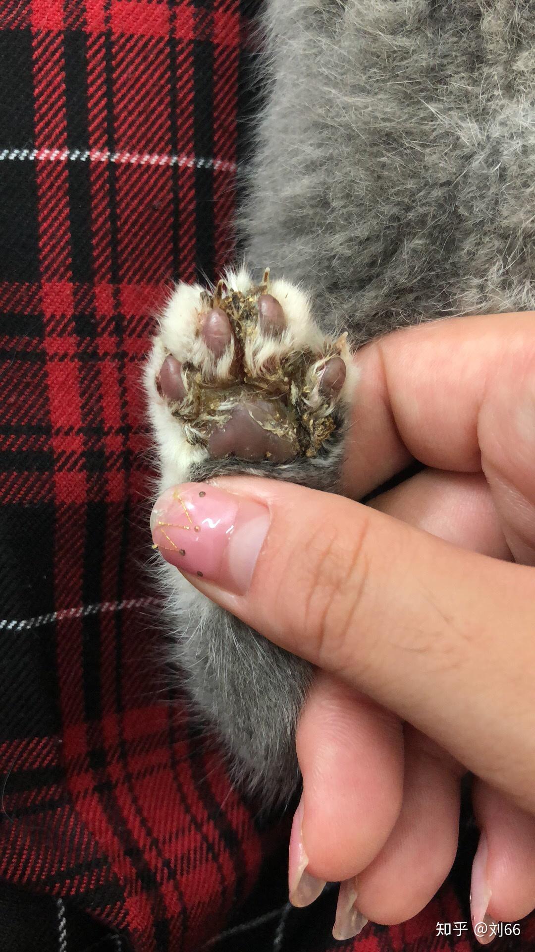 我家猫爪子缝真菌感染没有及时发现舔完以后现在肉垫那块儿增生很严重
