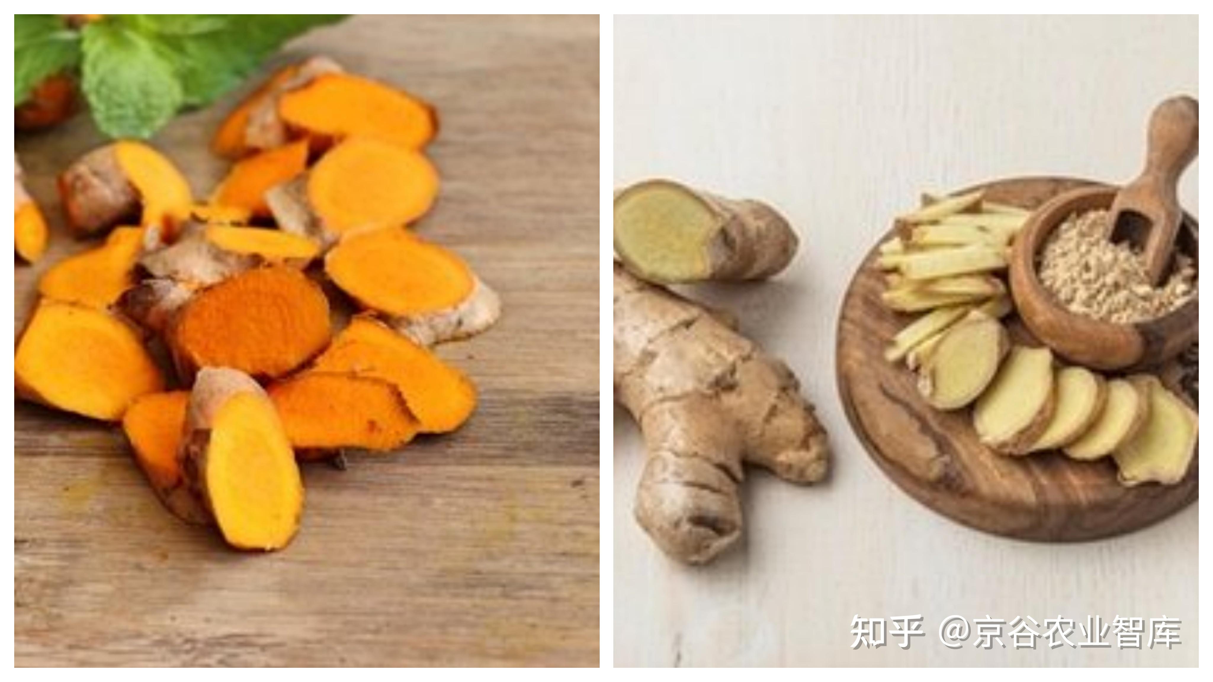 神奇植物姜黄,能治病还是美食? - 知乎
