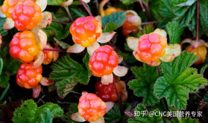 2,云莓(cloudberries)