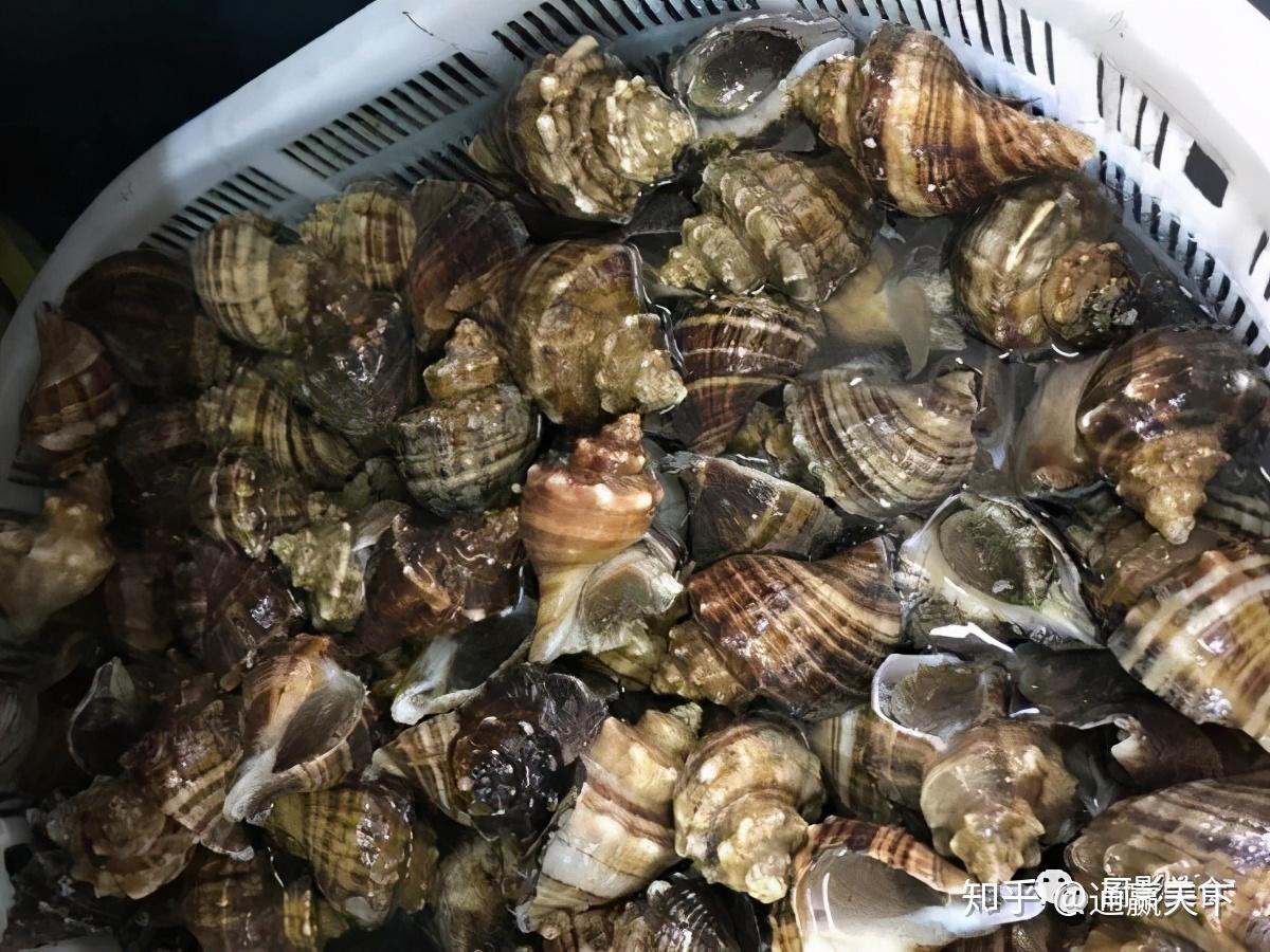 著名螺类食材大全，你吃过几种呢？ - 知乎