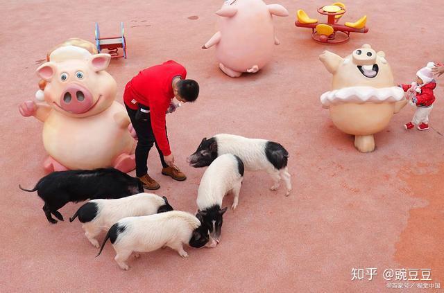 现在生猪多少钱一斤啊 v2-40d0e2d5126f11d34a9f5f2ea4551d49_r.jpg