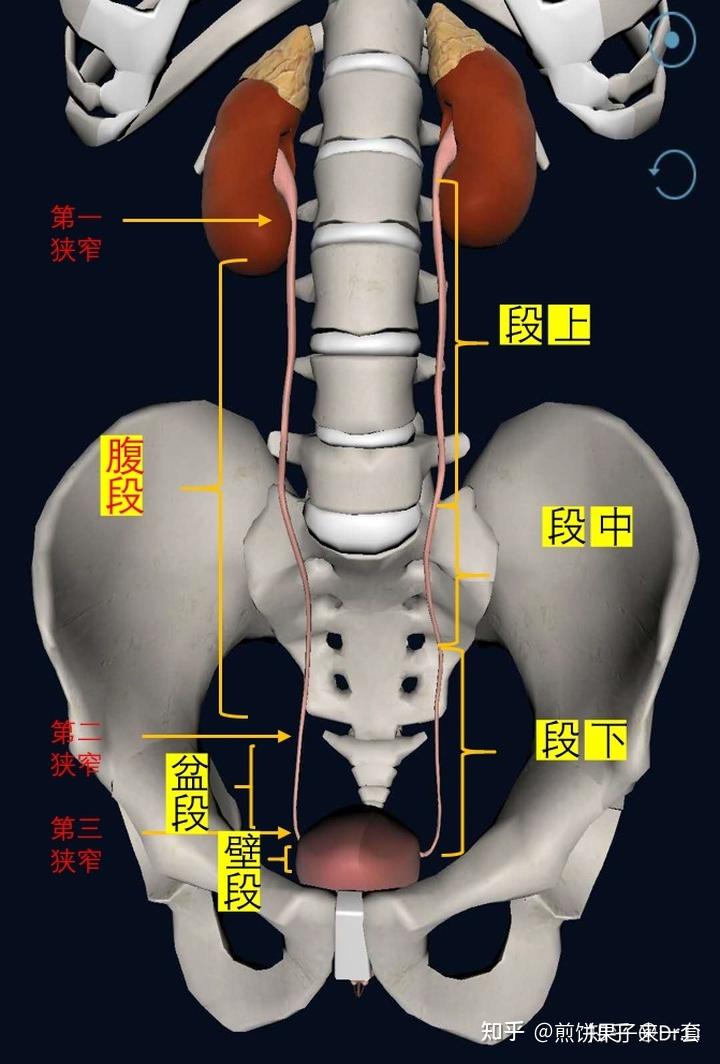 输尿管在哪个位置图片