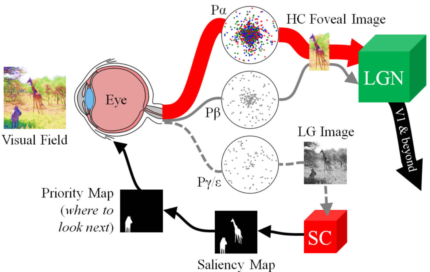 v2-40da9adde4ced8a439140899394ae3a7_1440w.jpg?source=172ae18b