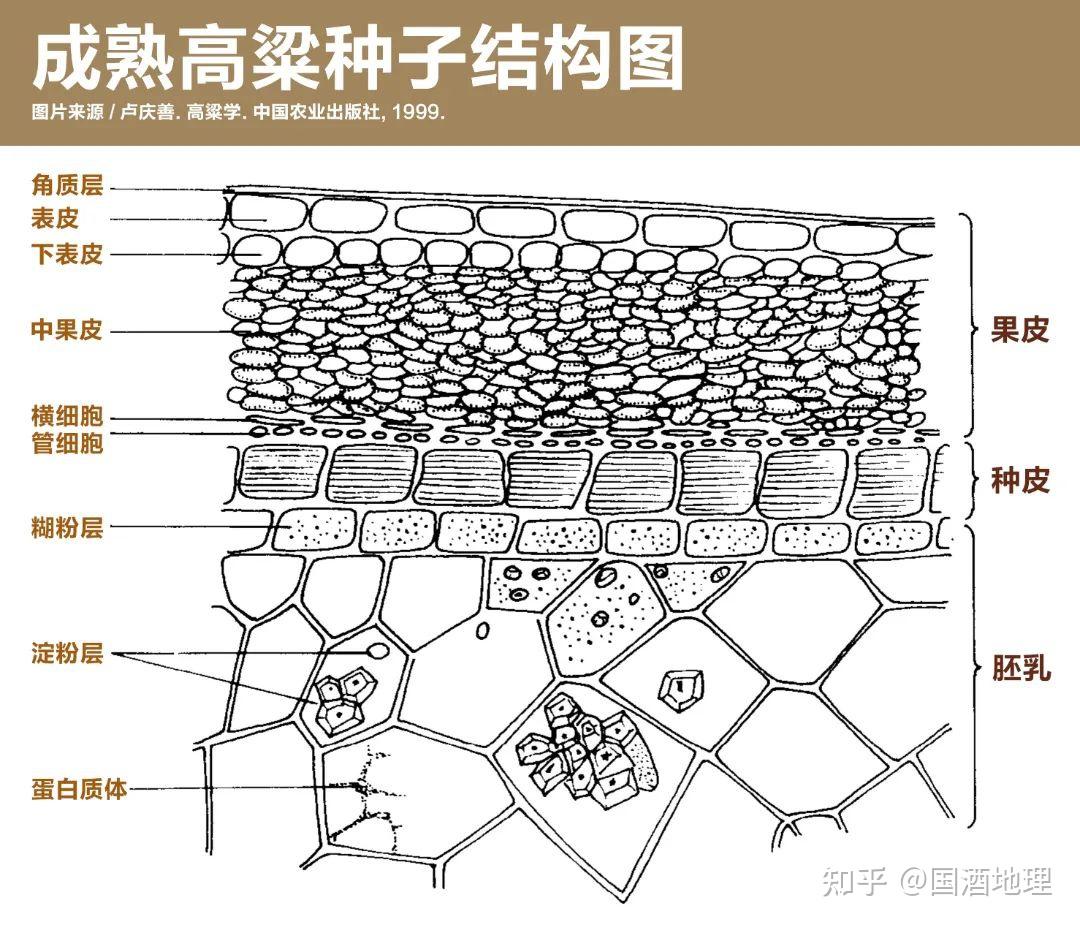 为什么中国白酒选择了高粱?