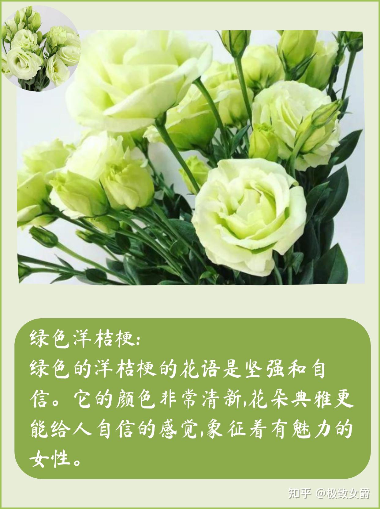 不同颜色的洋桔梗鲜花花语