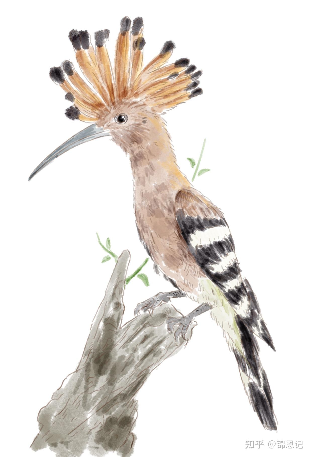 一候萍始生谷雨时节雨水增多,浮萍开始生长二候鸣鸠拂其羽布谷鸟开始