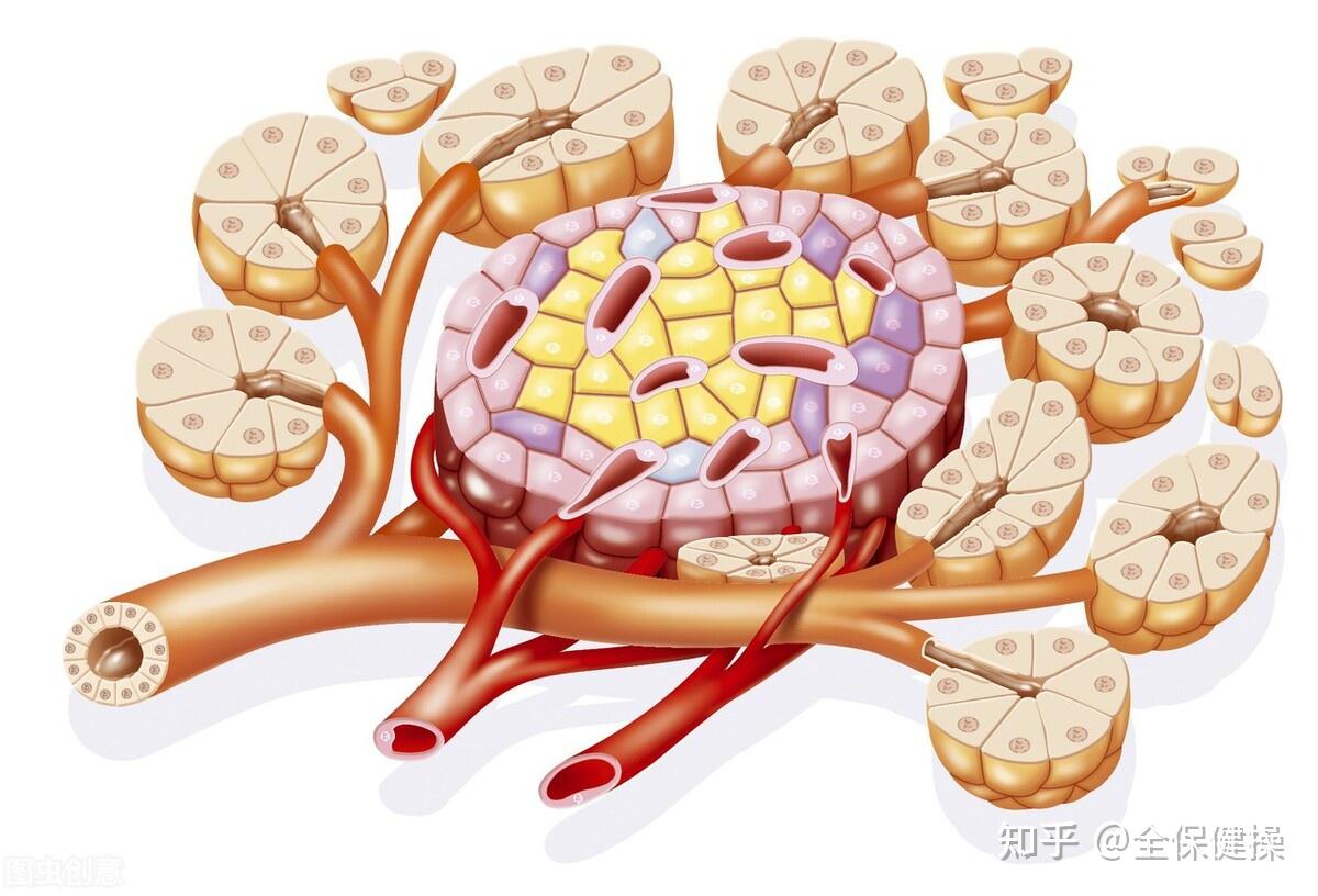 糖尿病治療新突破科學家發現胰島素之外的第2個血糖控制通路