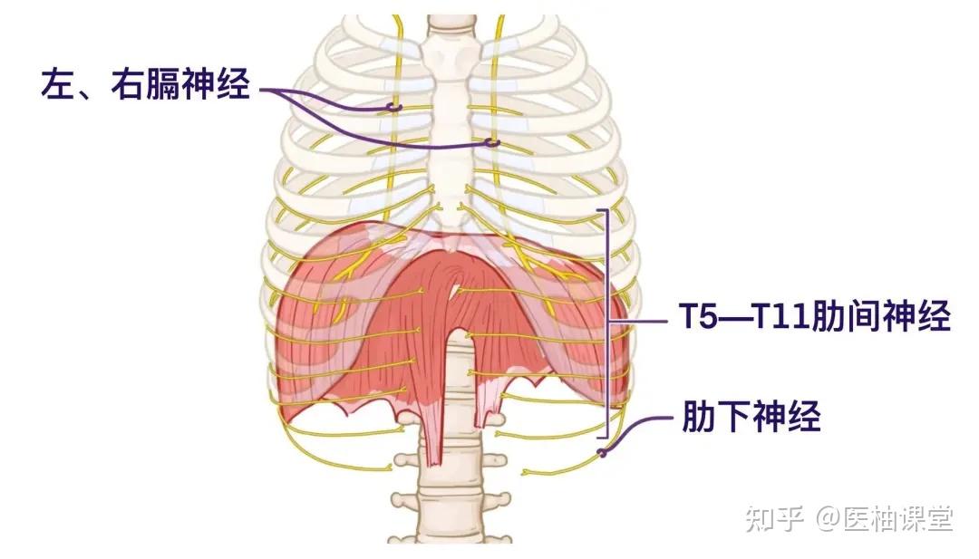 人体解剖学基础:膈肌 - 知乎