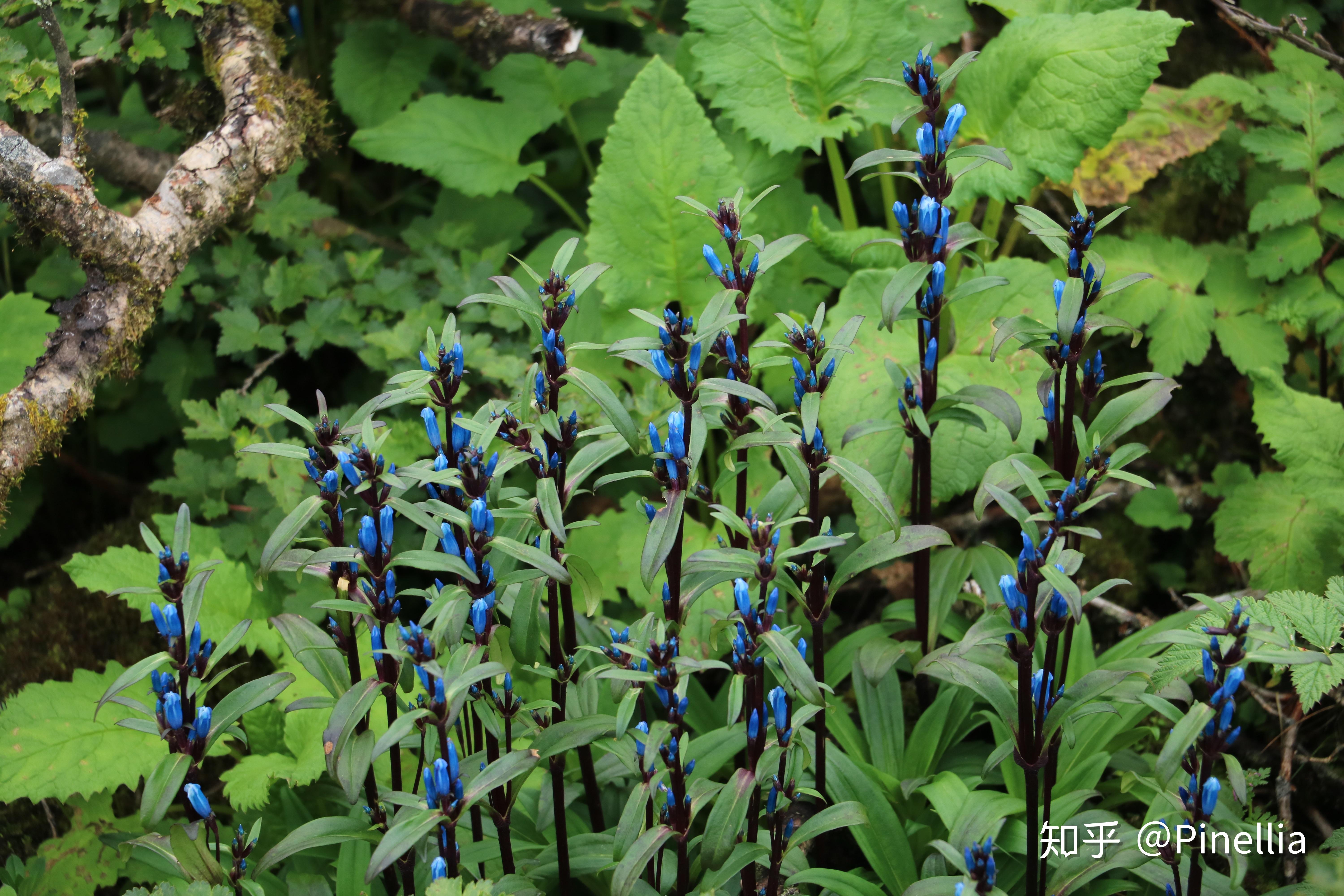 阿墩子龍膽(gentiana atuntsiensis),龍膽科龍膽屬長在一棵枯樹傻的