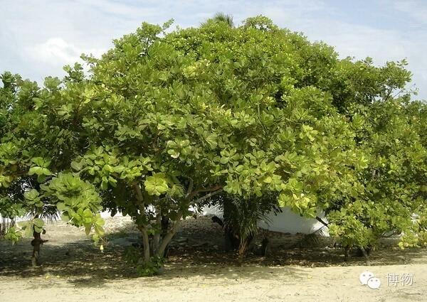 腰果为什么没有壳