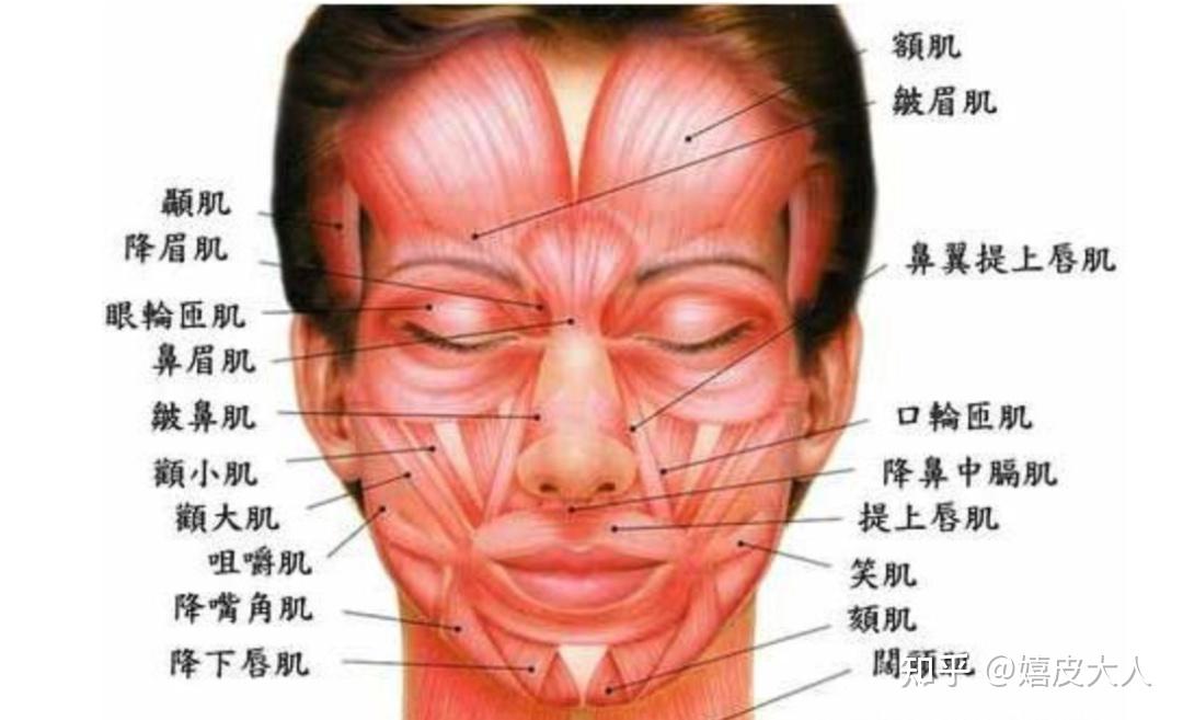 降眉间肌解剖图片