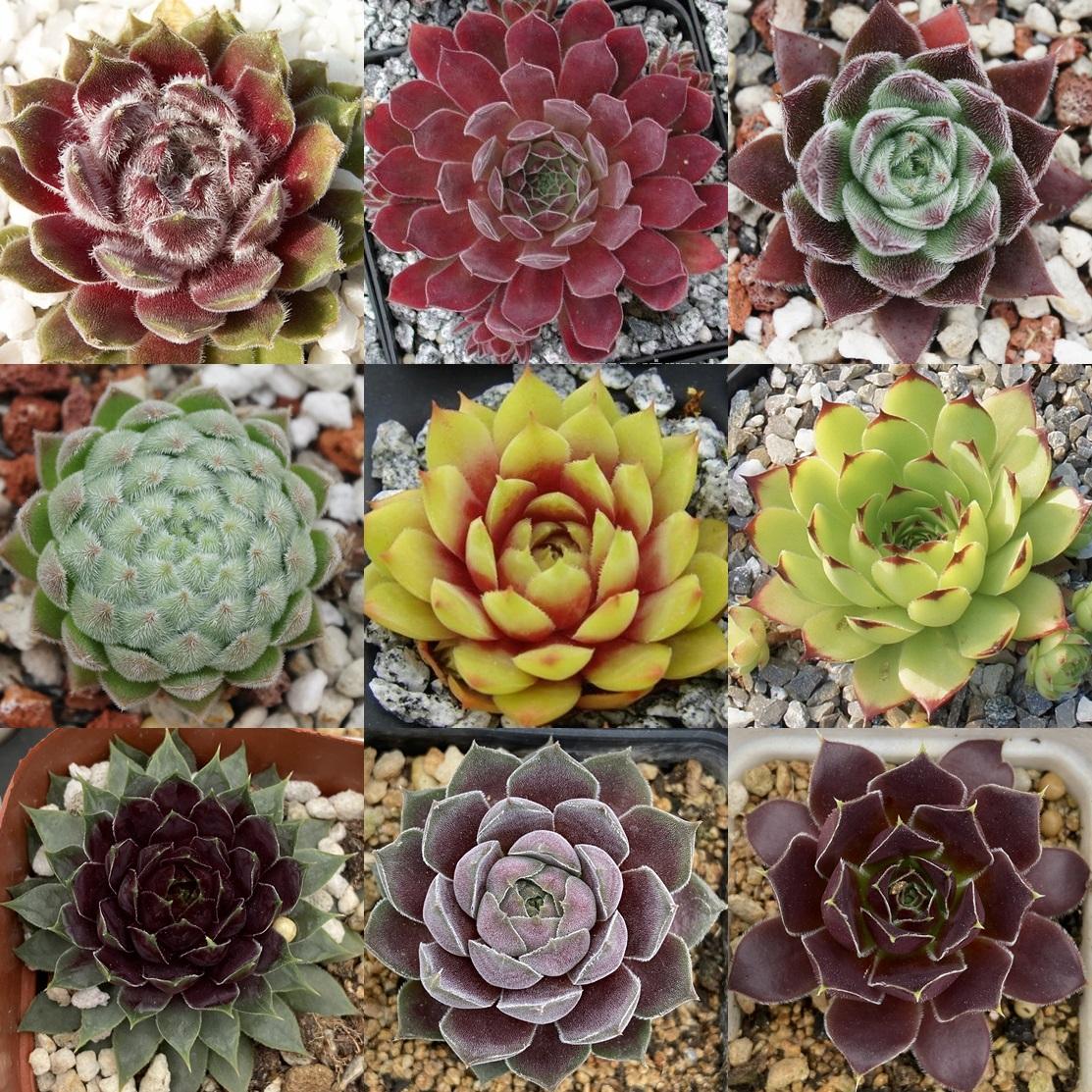 多肉植物 长生草春季状态 高清照片欣赏 知乎