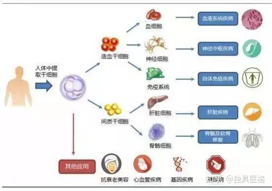 学习再生医疗 需要先弄清这些基本概念 知乎