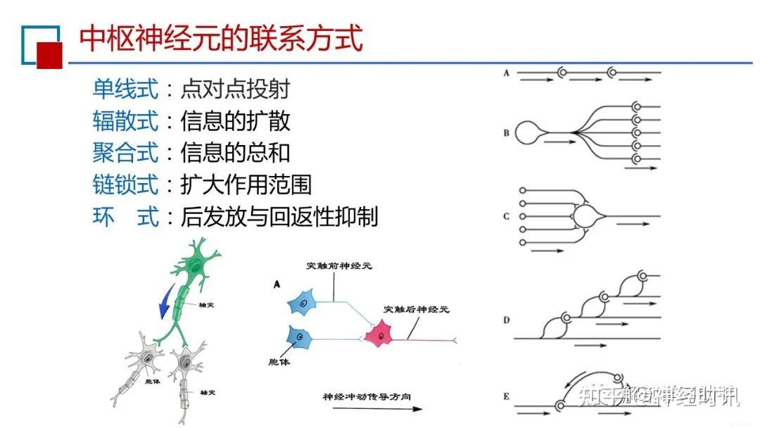 回返性抑制图片