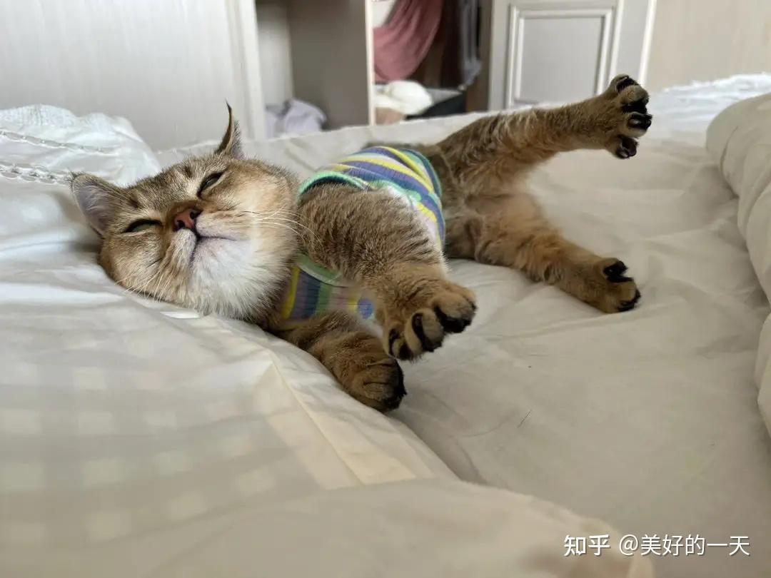 养猫后,将会“失去”很多,你还愿意养猫吗? - 知乎