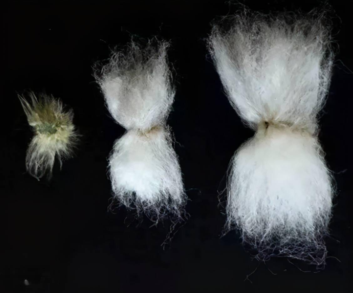 真丝棉是什么，怎么辨别真丝棉，和素绉缎、弹力缎有什么区别？ - 知乎
