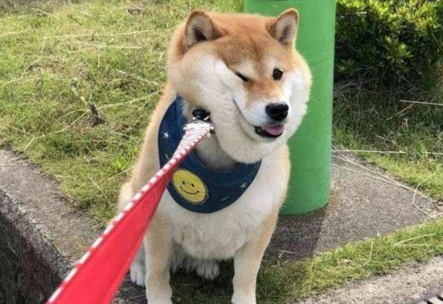 想养柴犬的人必看 养柴犬的诀窍 知乎