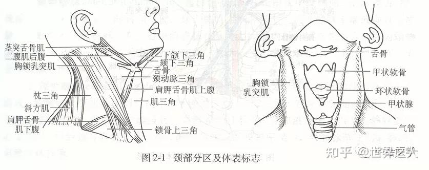 第二節 頸部層次結構一,淺層結構(一)皮膚(二)淺筋膜1,淺靜脈2,淺