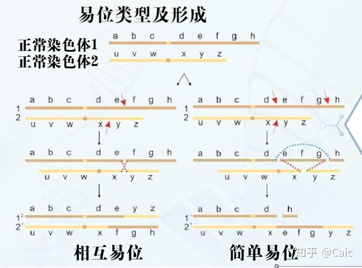 遗传学_6 染色体结构变异 - 知乎