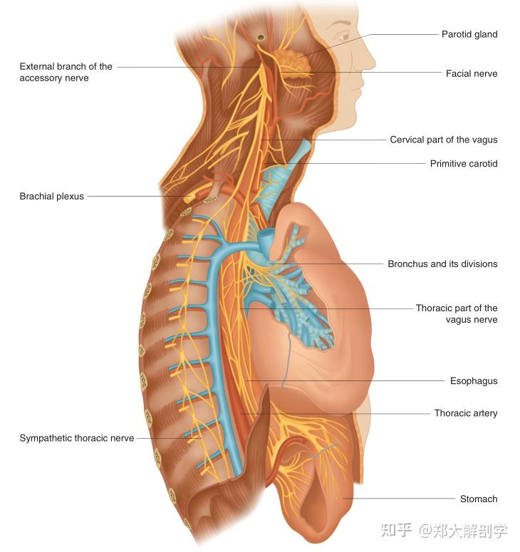 第371期 副神经与自主神经的关系 - 知乎