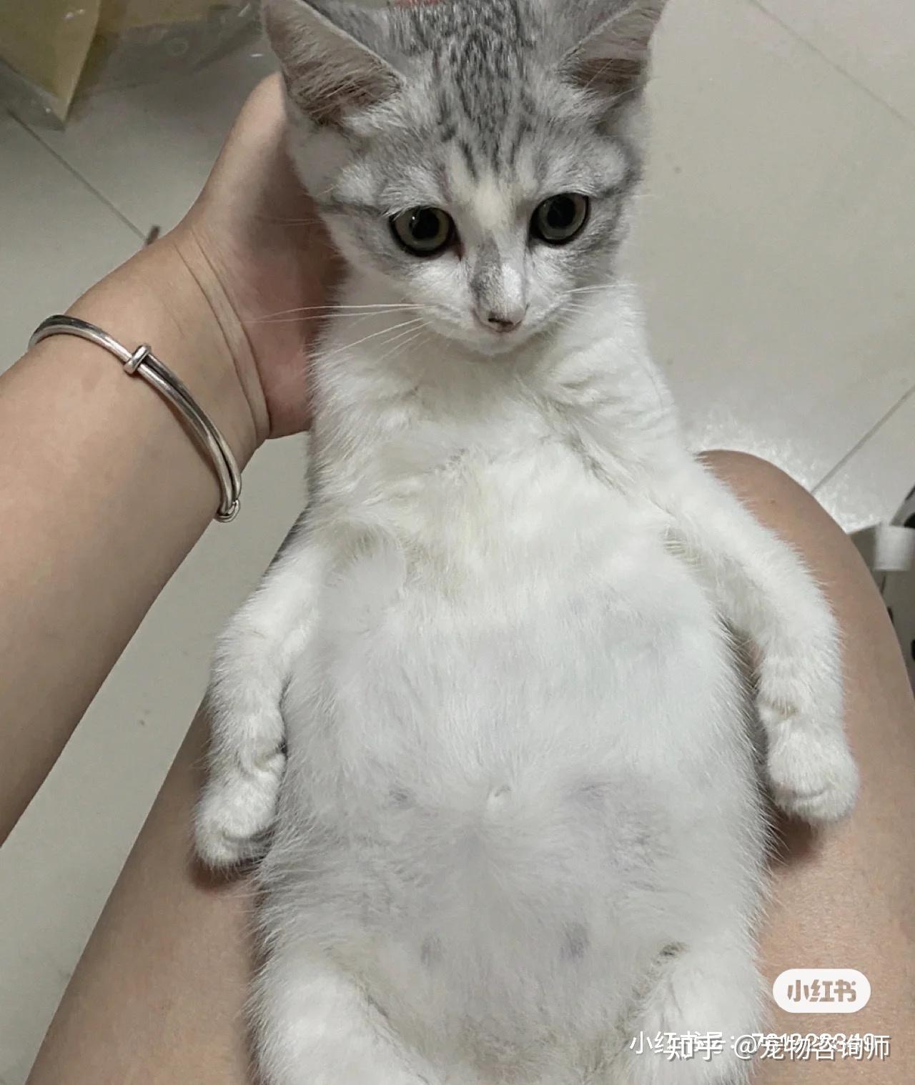 三个月的小猫咪猫传腹  治疗路程