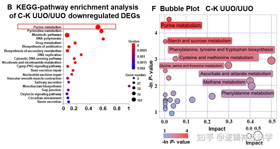 Cell Death Dis︱华中科技大学同济医学院姚颖/曾锐教授团队发现Connexin 43有望成为延缓肾间质纤维化进展的新靶 - 知乎
