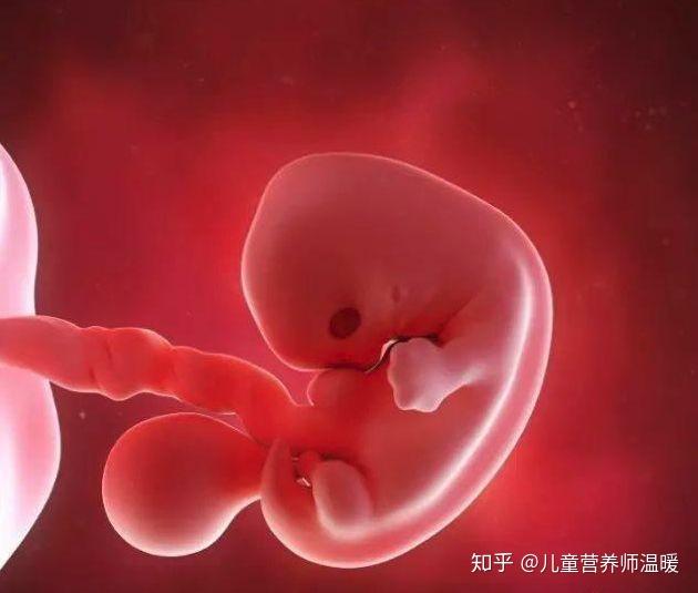 怀孕演变图 v2-4135bfc602b813dca9ce7f384f0b4f35_r.jpg
