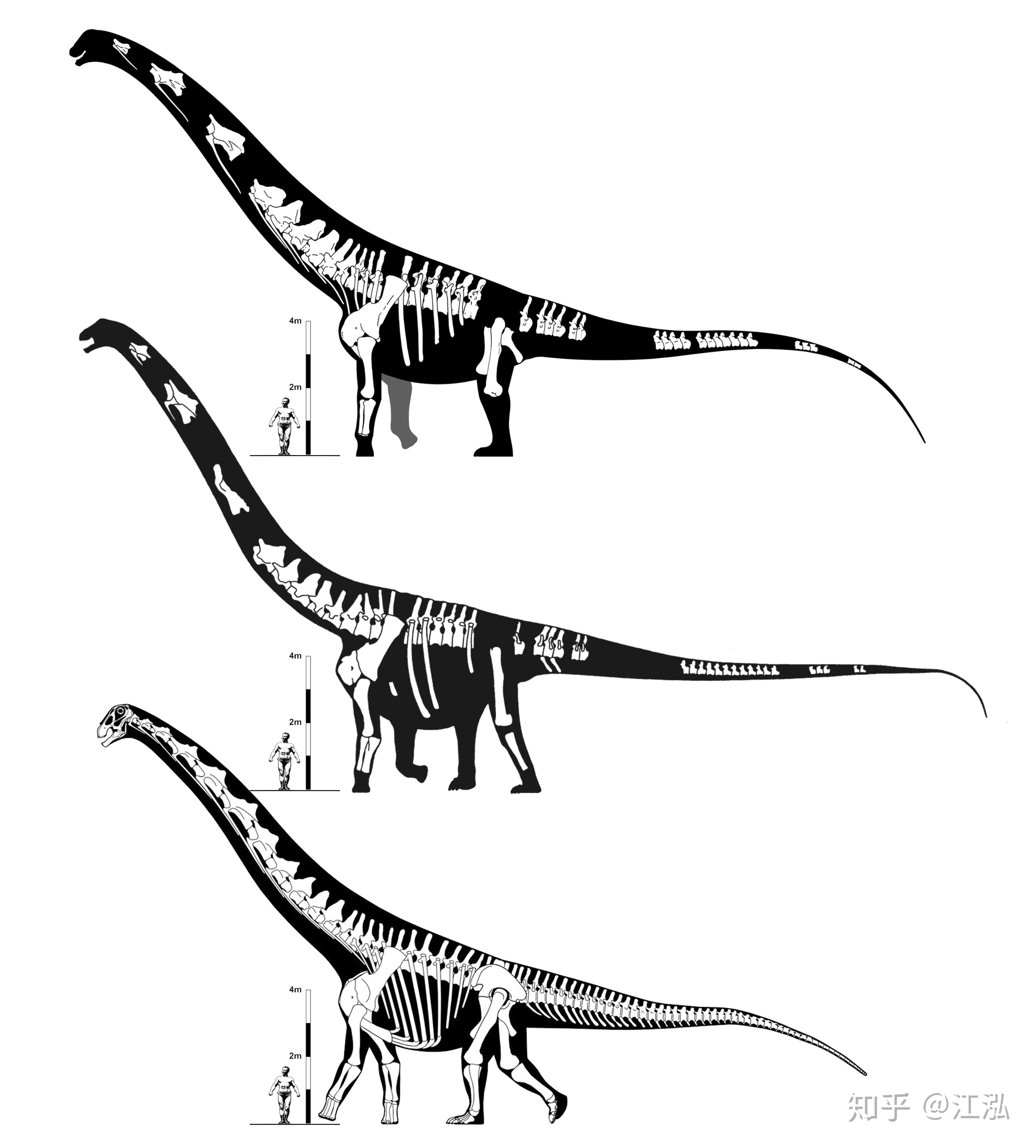 巴塔哥巨龙最大恐龙背后的真相
