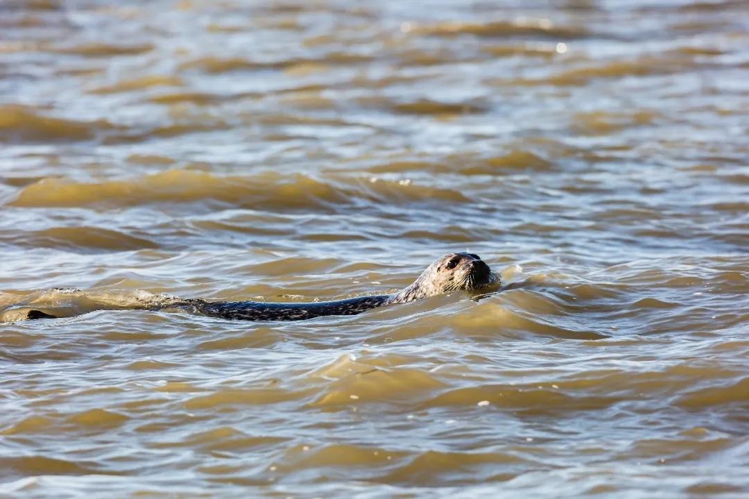 参考文献:[1]《中国海兽研究概述》[j].兽类学报,2011,31(1):20-36.