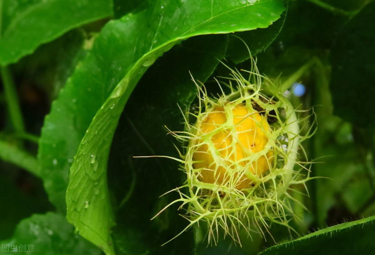 龙须果的学名为龙珠果,草质藤本植物,每年采集成熟果实取下种子