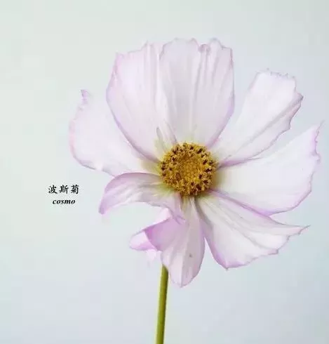 130种时下最流行花材中英文对照图鉴 据说花艺师们都人手一份哦 知乎 130种时下最流行花材中英文对照图鉴 据说花艺师们都人手一份哦 知乎