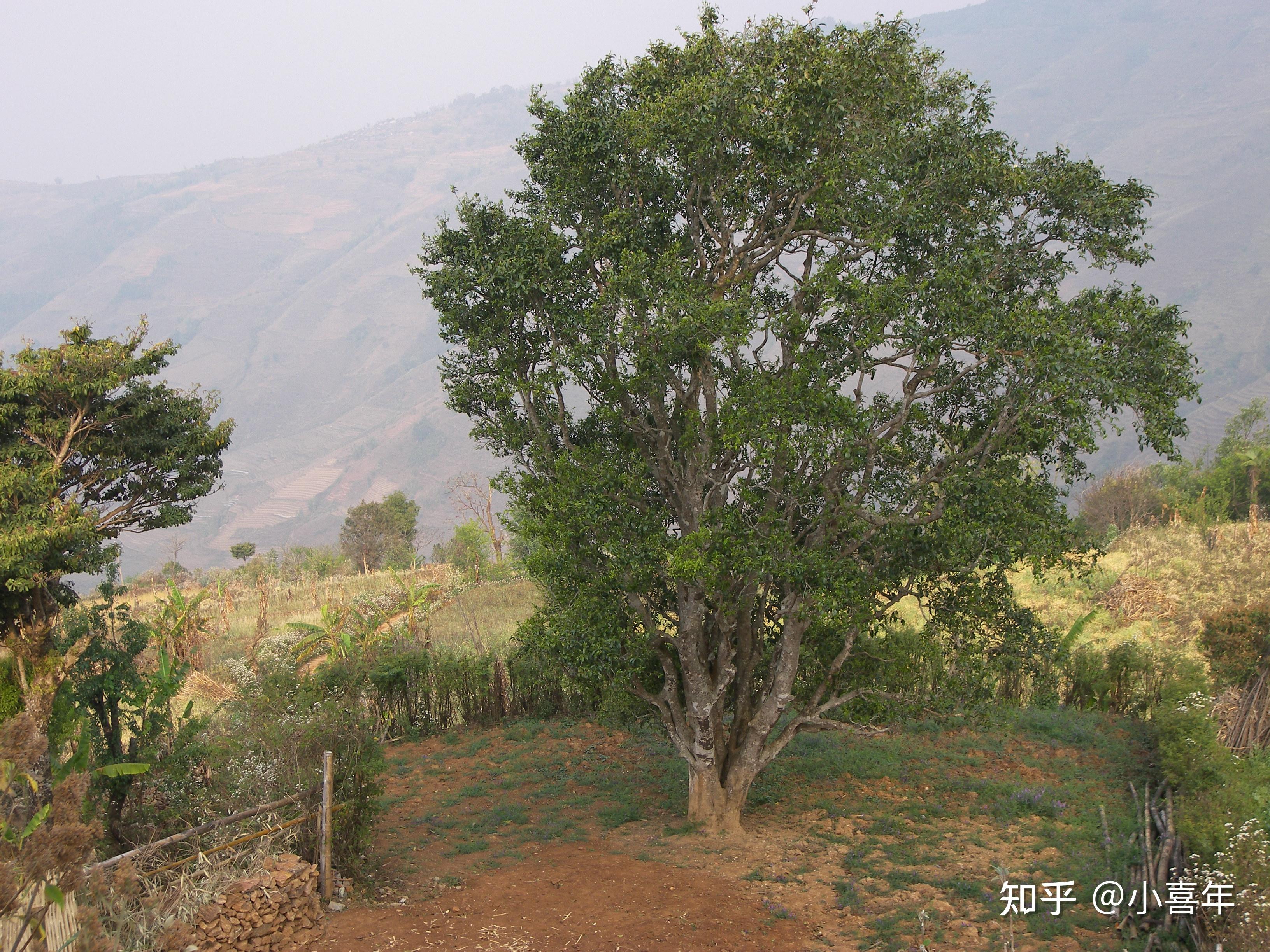 海拔1880米的高山上这棵古茶树被视为国宝