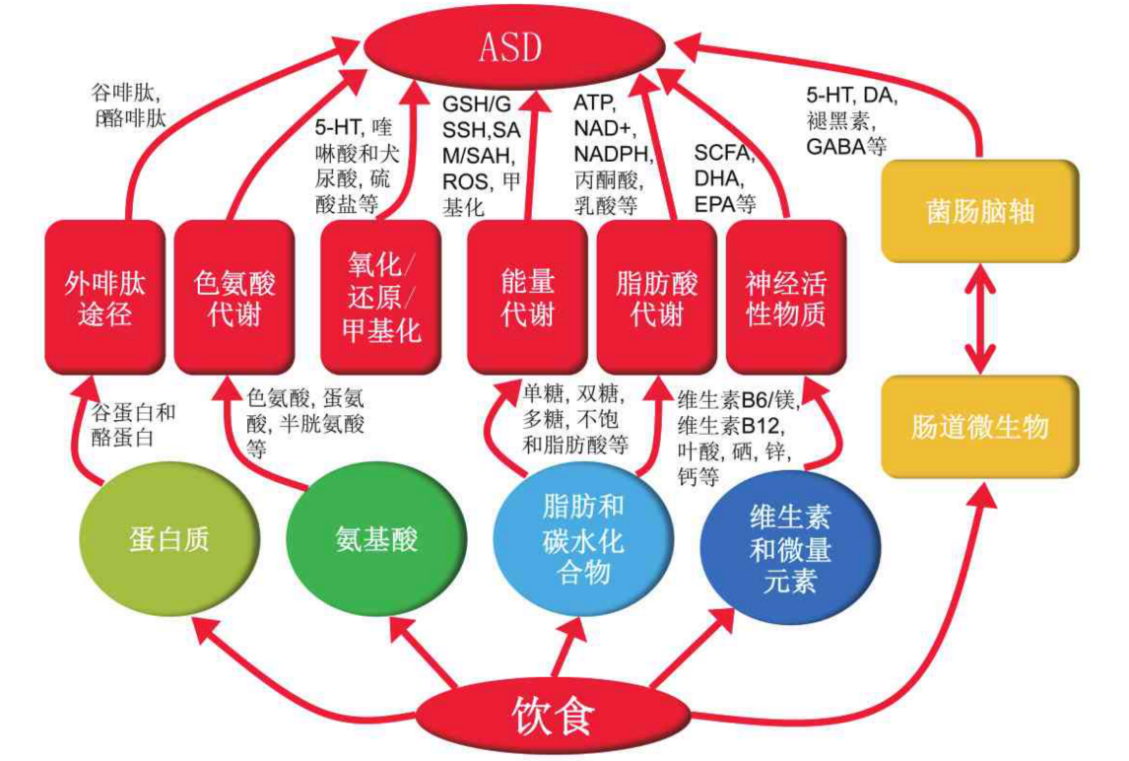 饮食干预可能通过蛋白质和氨基酸代谢,能量代谢,脂肪酸代谢,维生素