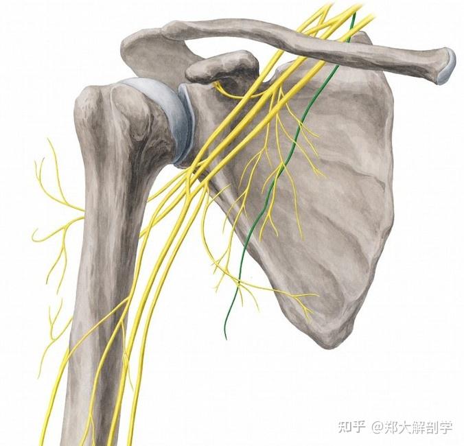 (一,胸前神经臂丛锁骨下部在腋窝内,围绕在腋动脉的周围,形成内,外