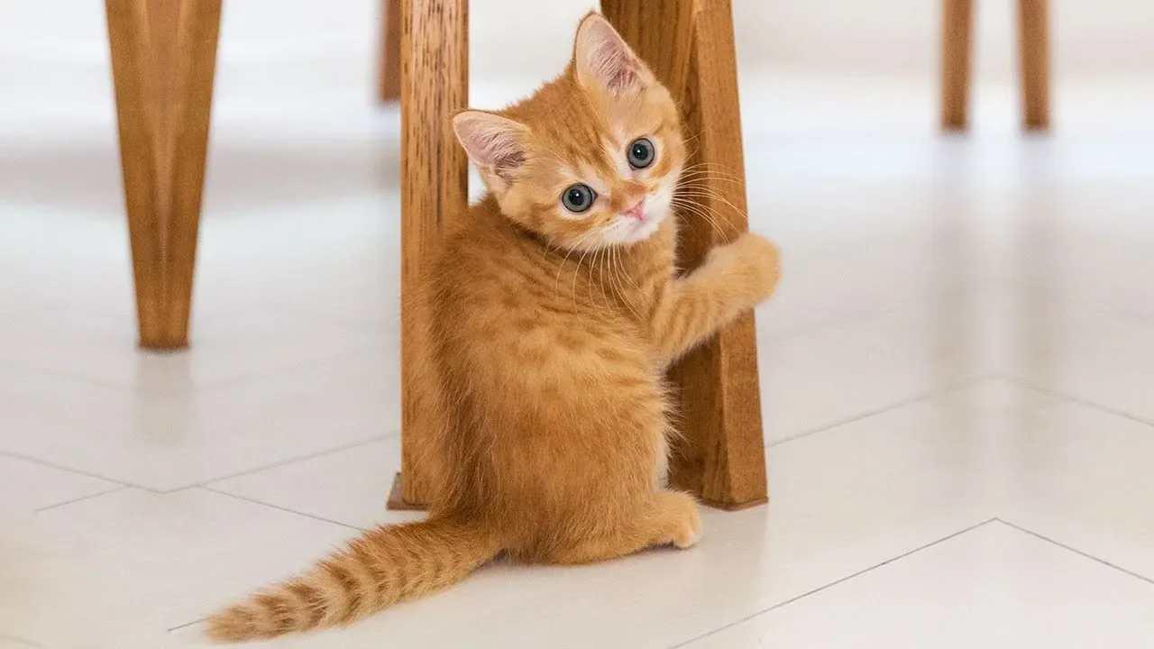 搞笑动物宠物成精啦120忍住别笑哦