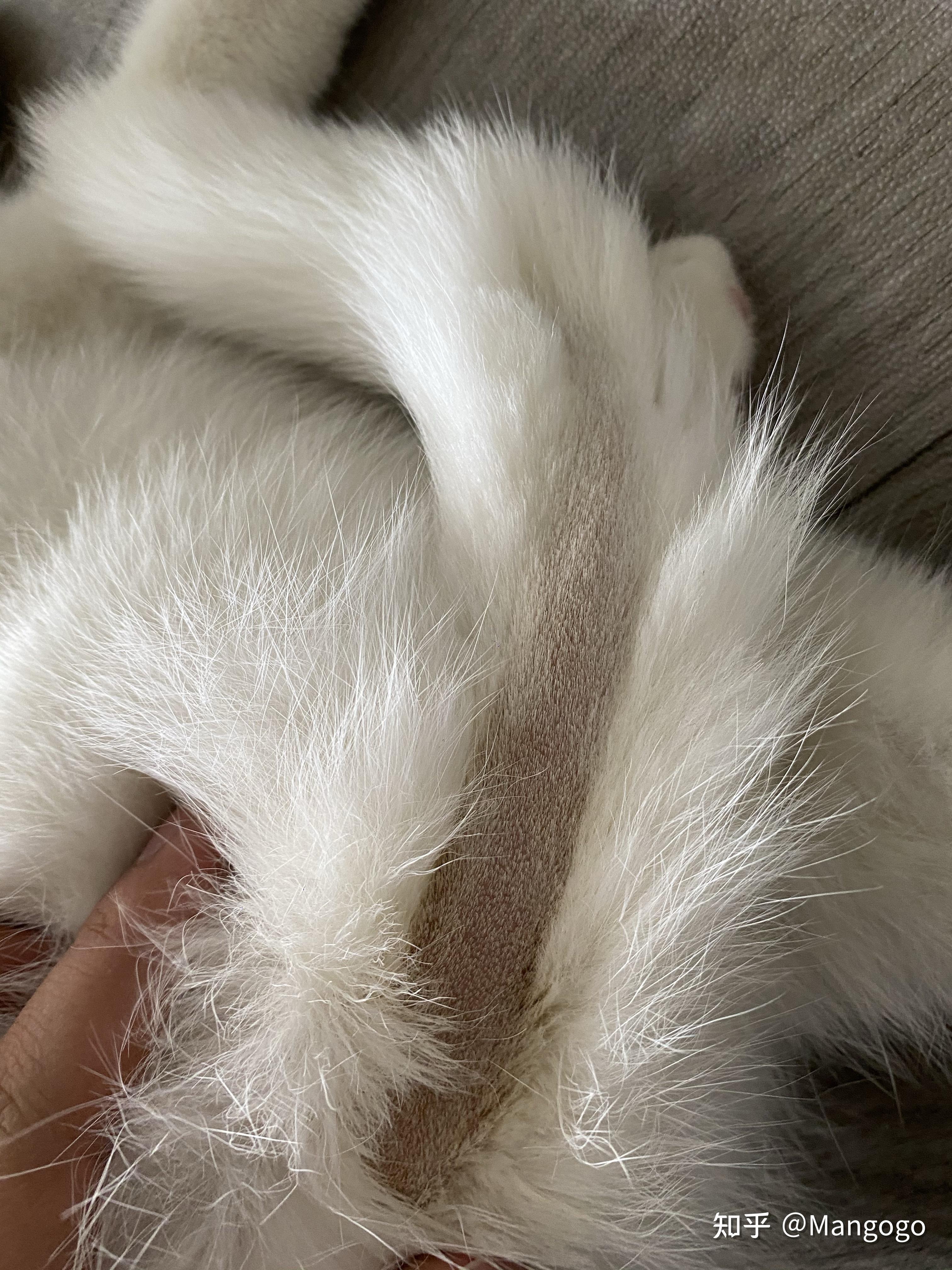 昨晚带猫去洗澡,洗衣店的员工说猫咪尾巴上有猫藓,可朋友又说不是