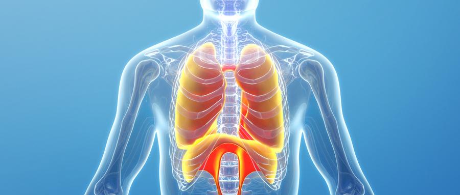 膈肌和胃的位置图图片