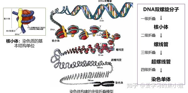 染色体的四级结构图片