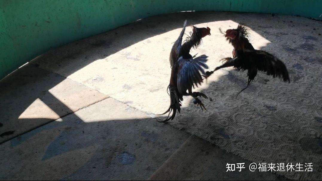 中国四大斗鸡品系之一,西双版纳斗鸡,国家级畜牧资源保护名录